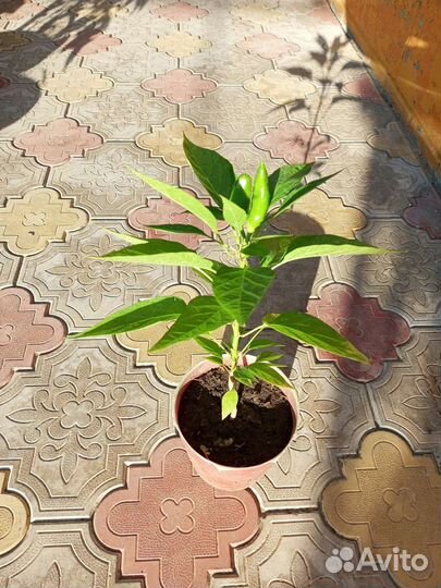 Перец в горшочке
