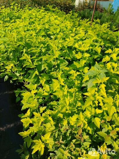 Декоративные многолетние растения