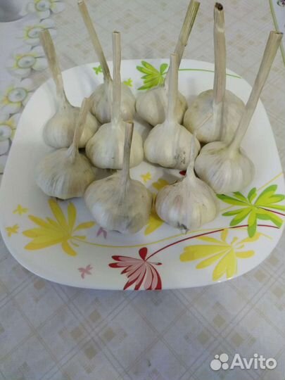 Озимый чеснок