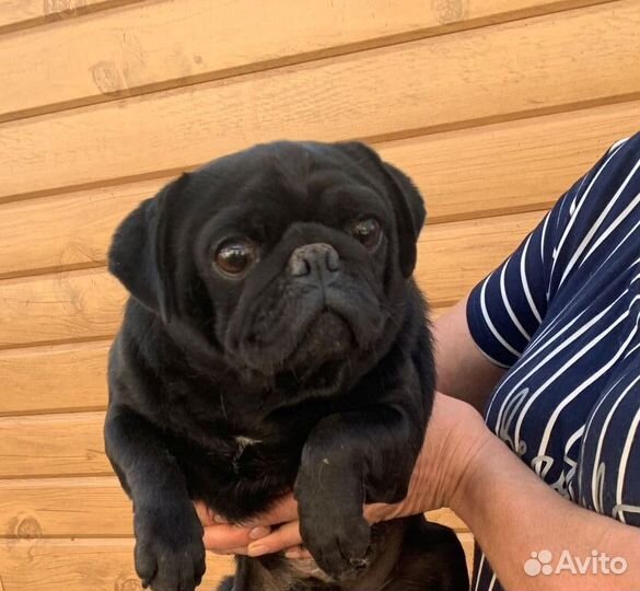 Черный мопс