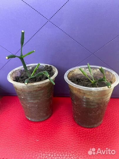 Цветок из палочек оленьи рожки цветы хатиора рожки