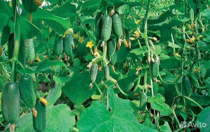 Домашние огурчики