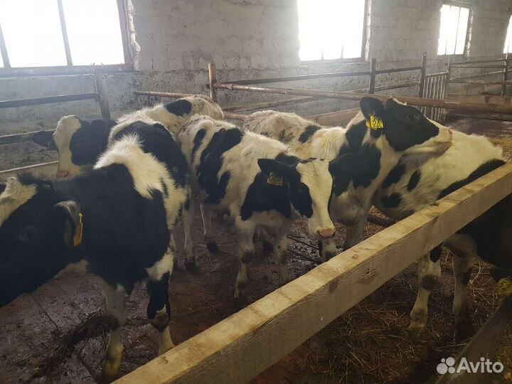 Молодняк крс