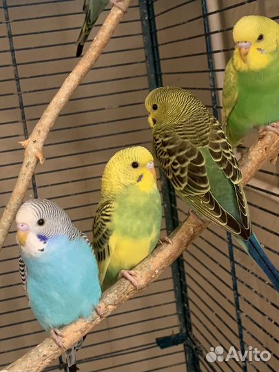 Волнистики птенцы