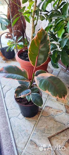 Фикус эластика тинеке