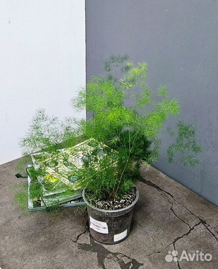 Живые растения Аспарагус Шпренгера, Серповидный