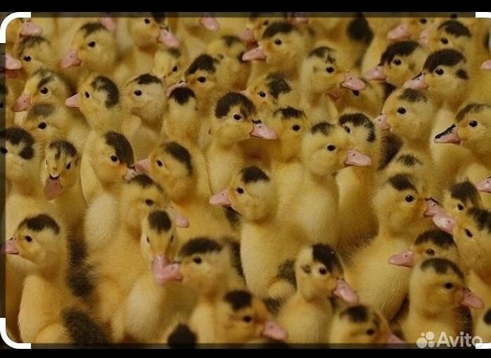 Утки муларды