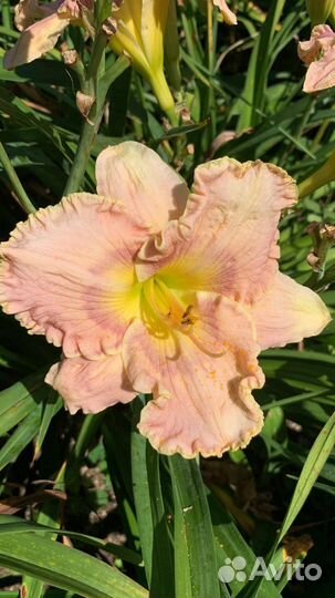 Лилейники сортовые 30 р