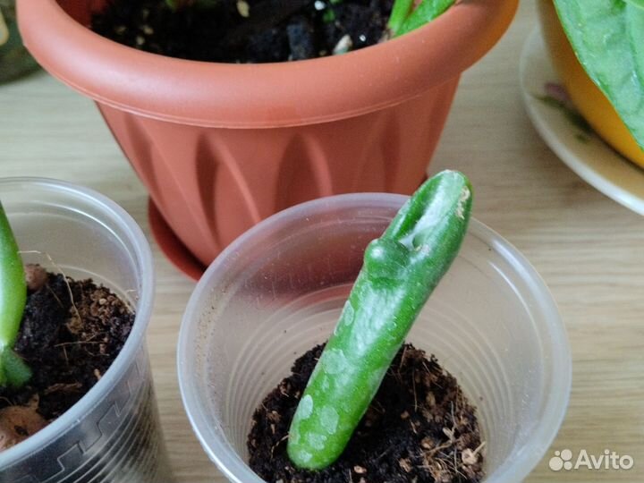 Толстянка хоббит