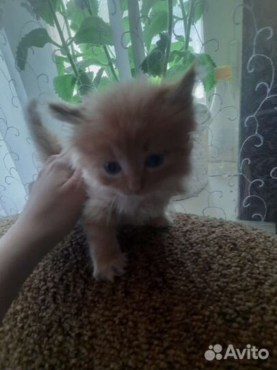 Отдам в добрые руки котят