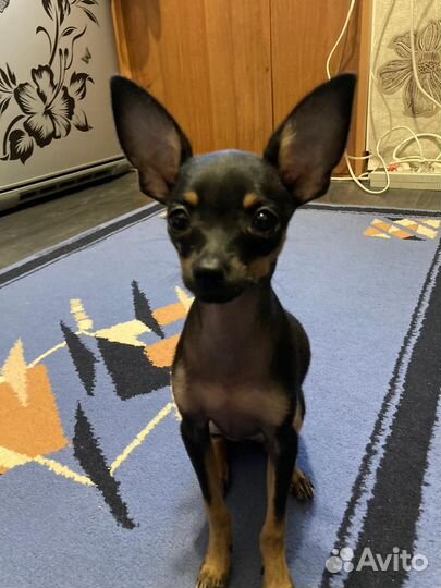 Собака мини той-терьер