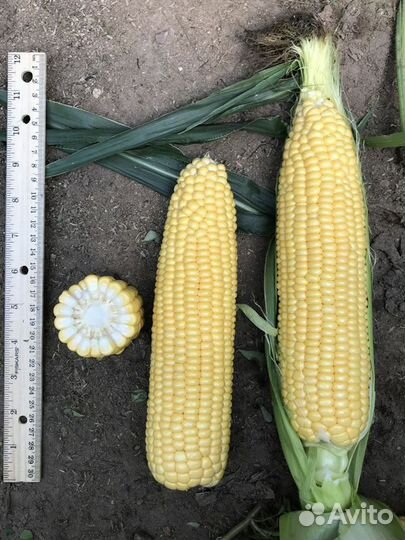 Семена Кукурузы 