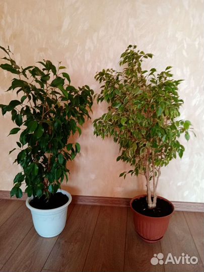 Фикус бенджамина пестролистный