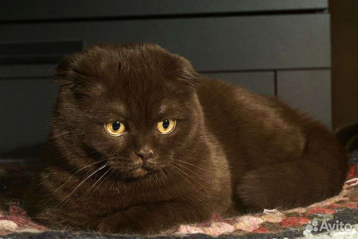 Шотландский кот