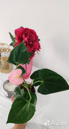 Антуриум розовый
