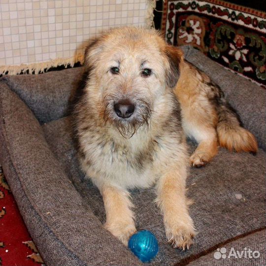 Собака Тэди пушистый ищет дом
