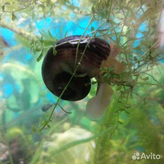 Улитка ампулярии