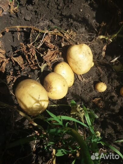 Продам картошку оптом