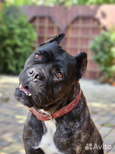 Девочка кане корсо бесплатно в хорошие руки