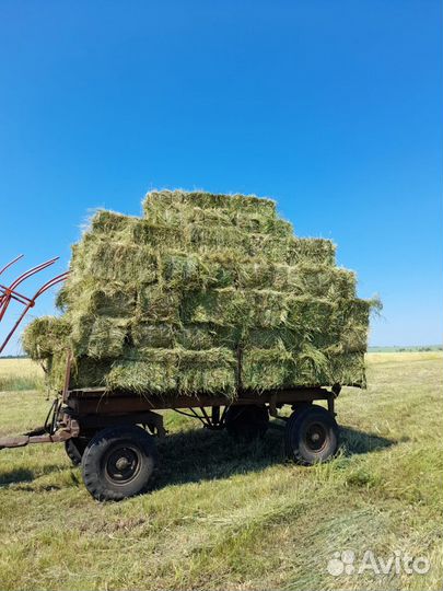 Сено в квадратных тюках