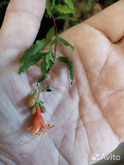 Гранат комнатный карликовый Нана