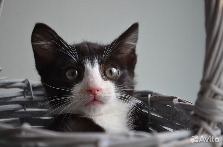 Малыш Морти