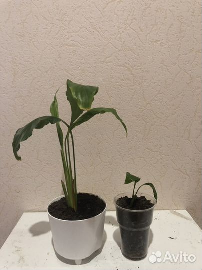 Цветок женское счастье