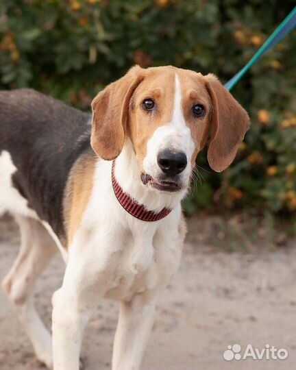 В добрые руки