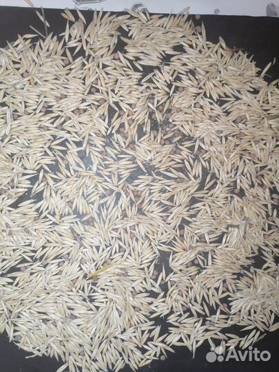 Семена вика овес