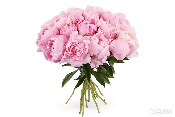 Букет из пионов Сара Бернард 9/ 15/ 25/ 33/ 51 шт