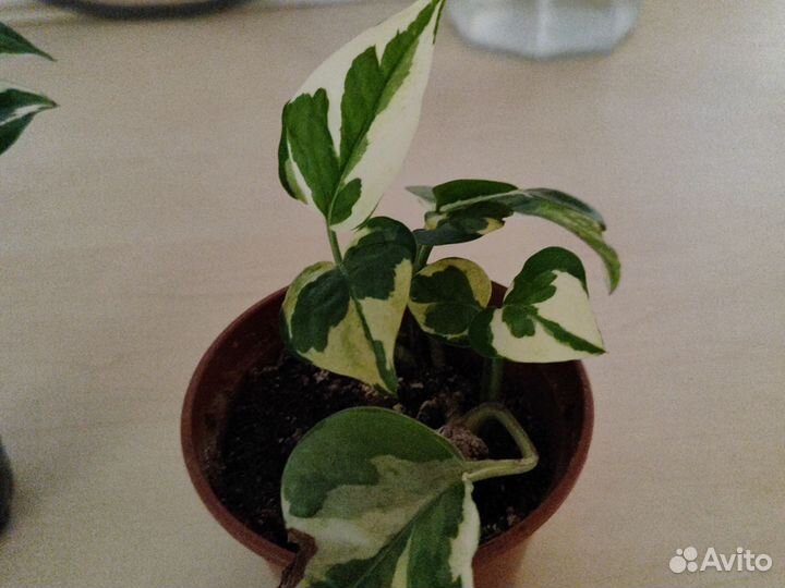 Сциндапсус Н-джой