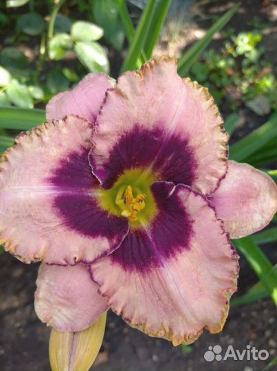 Лилейники сортовые