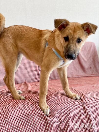 Собака в хорошие руки