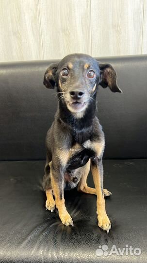 Найдена собака