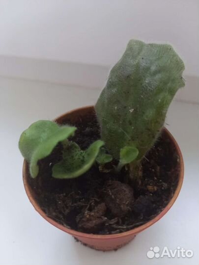 Фиалка сортовая