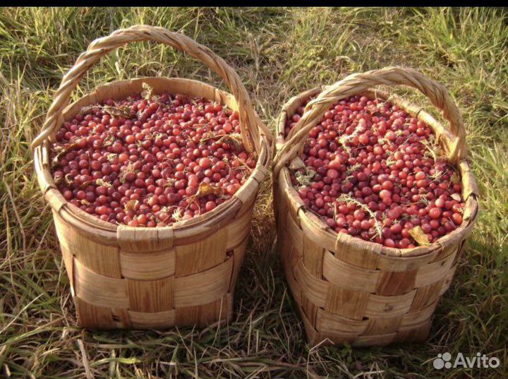 Ягоды и грибы