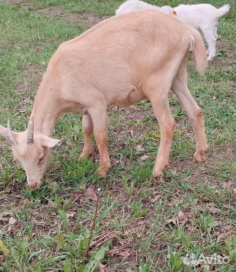 Зааненские, чешские, альпийские козочки и козлик