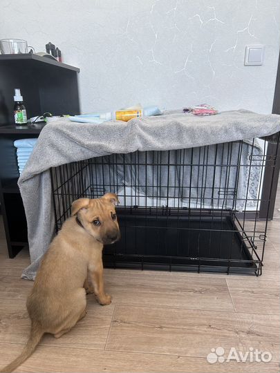 Клетка для животных