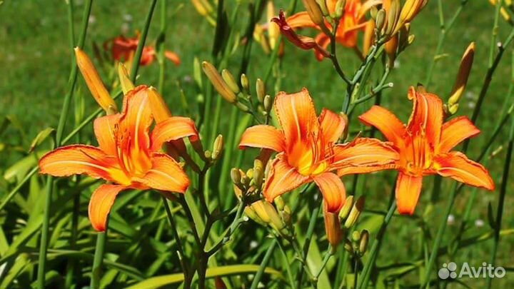 Лилейник оранжевый