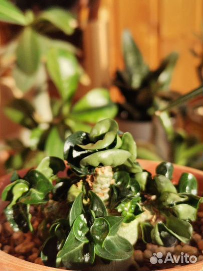 Адениум барашек из махровых семян