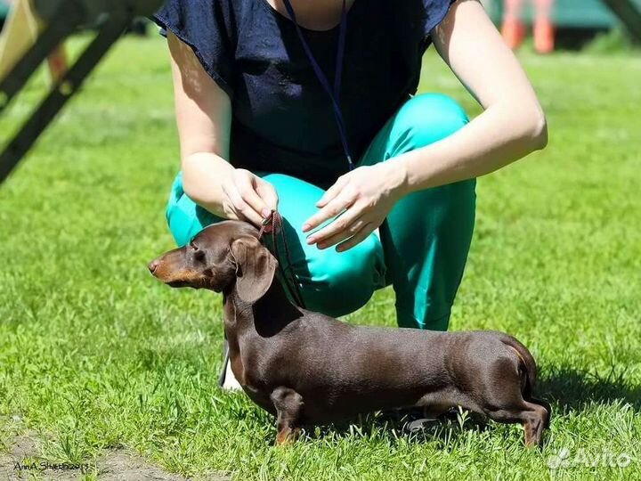 Предлагаю кобеля для вязки