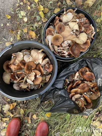 Грибы опята