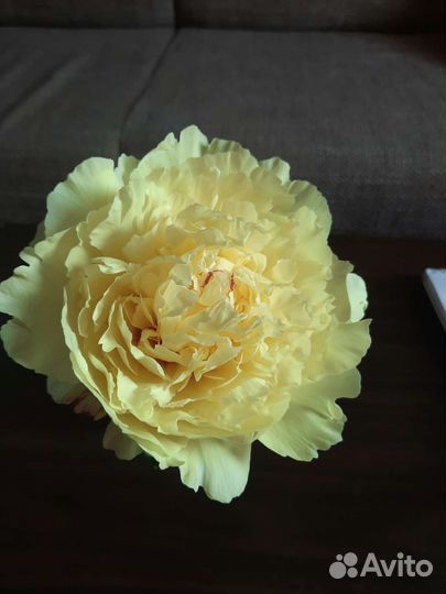 Пион ито-гибрид Sonoma Halo