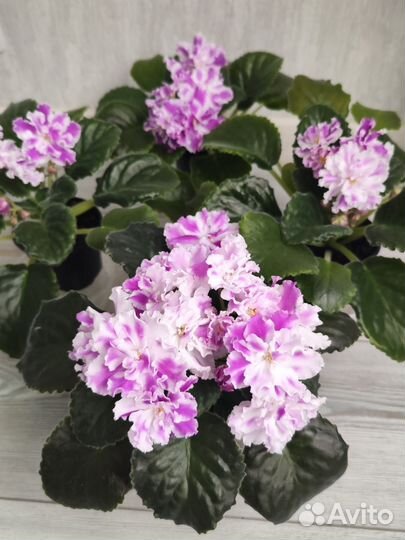 Фиалки сортовые