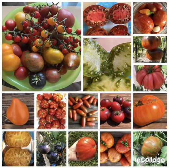 Семена сортовых томатов