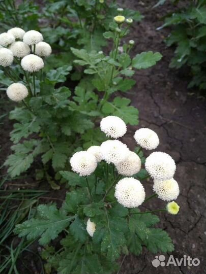 Цветы для дачи