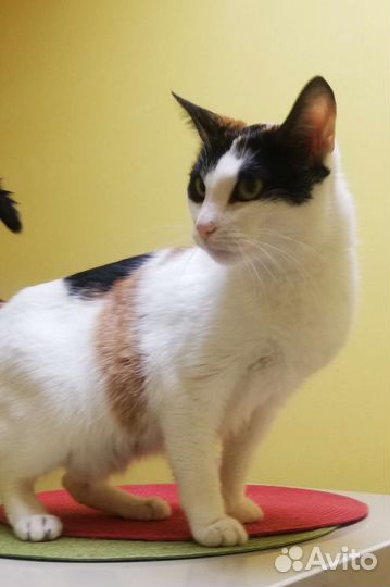 Кошка Фатима