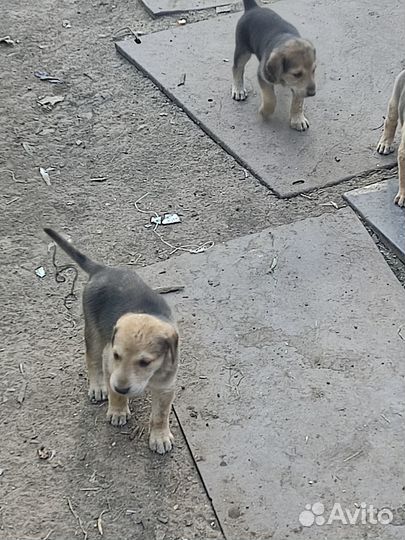 Русская гончая
