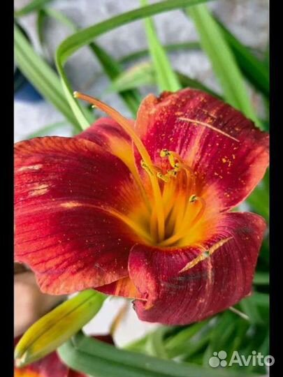 Лилейники сортовые