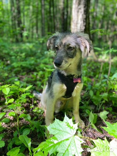 Малыш Альф ищет дом